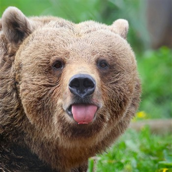 Welsh Mountain Zoo