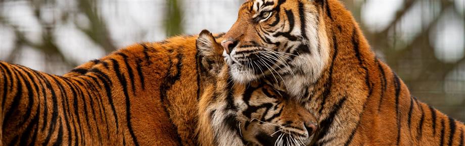Welsh Mountain Zoo